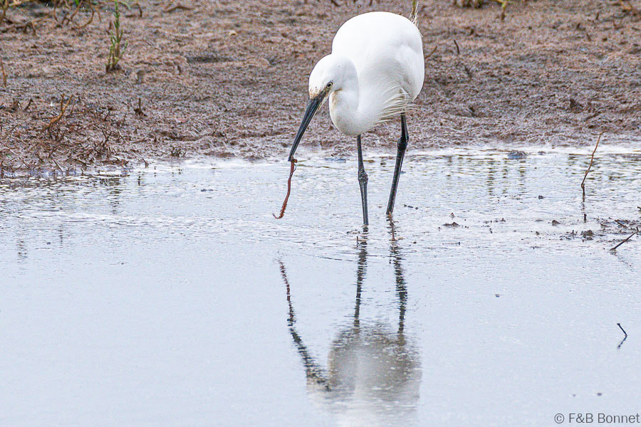 Florent & Bertrand Bonnet-Aigrette garzette-Bretagne
