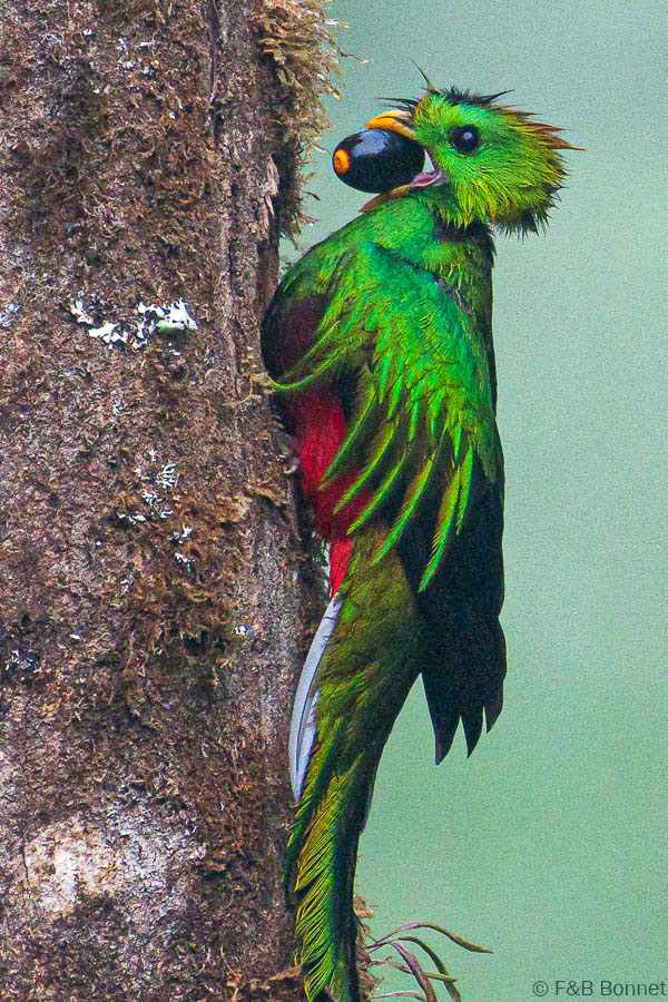 Florent & Bertrand Bonnet-Resplendent Quetzal-Copey de Dota