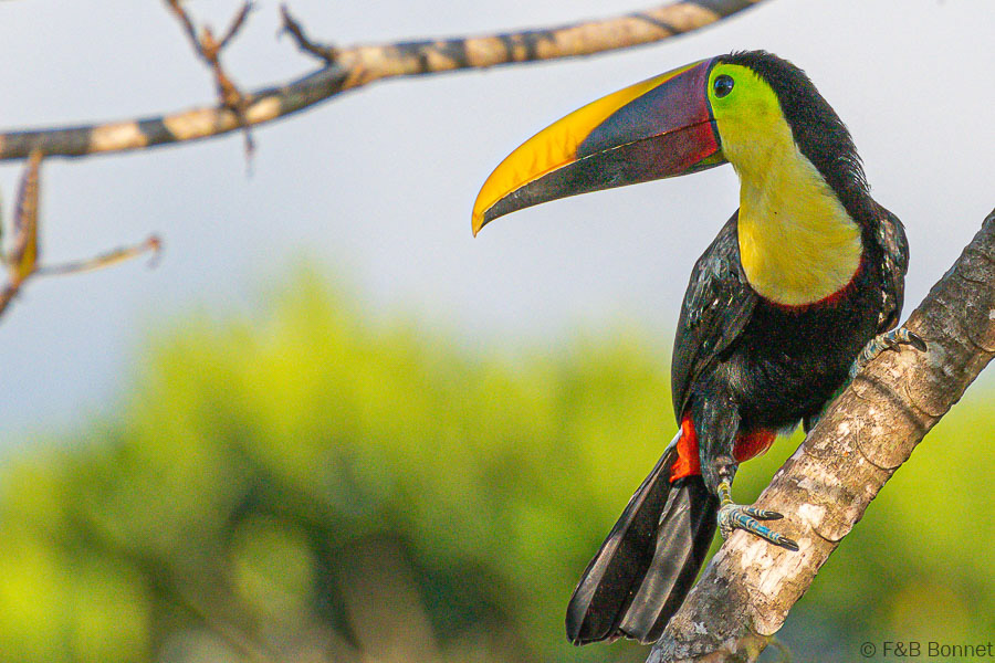 Florent & Bertrand Bonnet-Black-mandibled Toucan-Peninsula de Osa