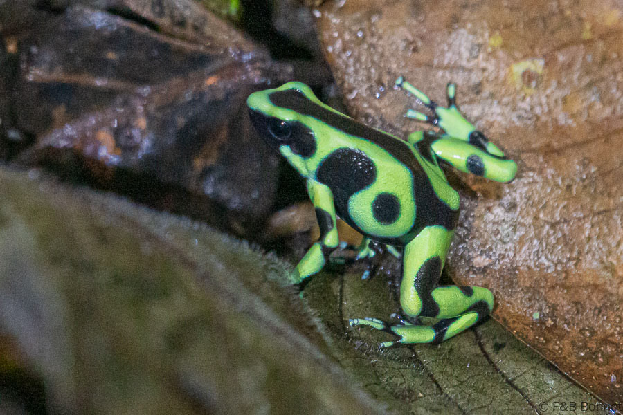 Florent & Bertrand Bonnet-Green-and-black poison dart frog-Manzanillo