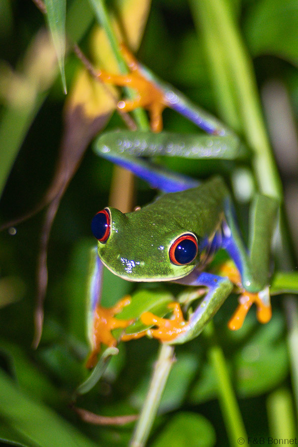 Florent & Bertrand Bonnet-Red eyed tree frog-Tortuguero