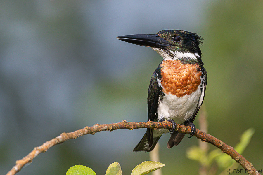 Florent & Bertrand Bonnet-Amazon Kingfisher-Caño Negro