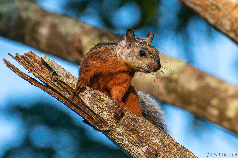 Florent & Bertrand Bonnet-Variegated Squirrel-Carara