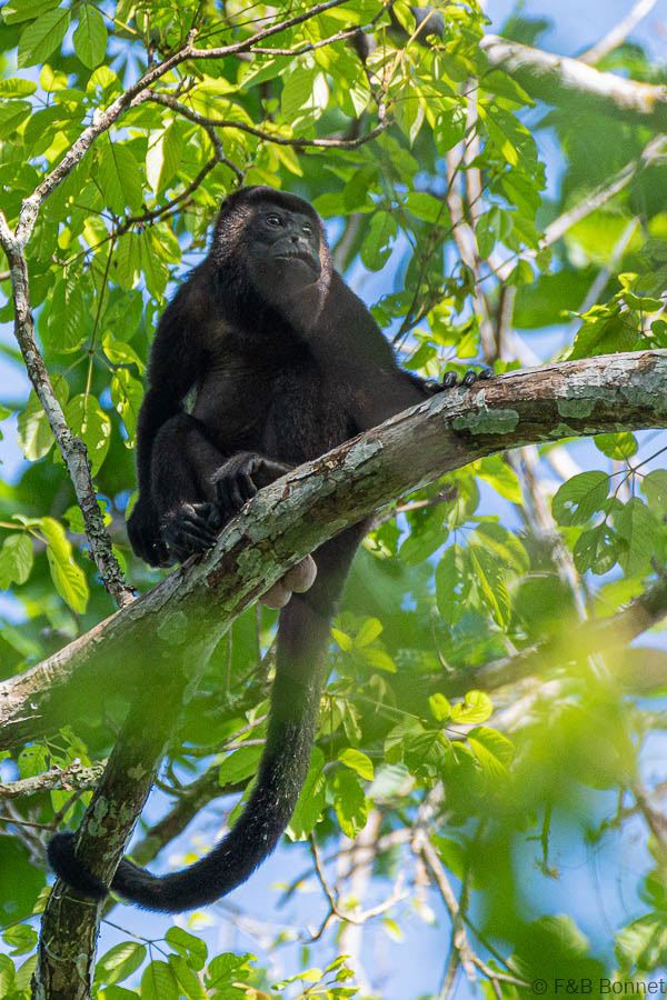 Florent & Bertrand Bonnet-Mantled Howler Monkey-Peninsula de Nicoya