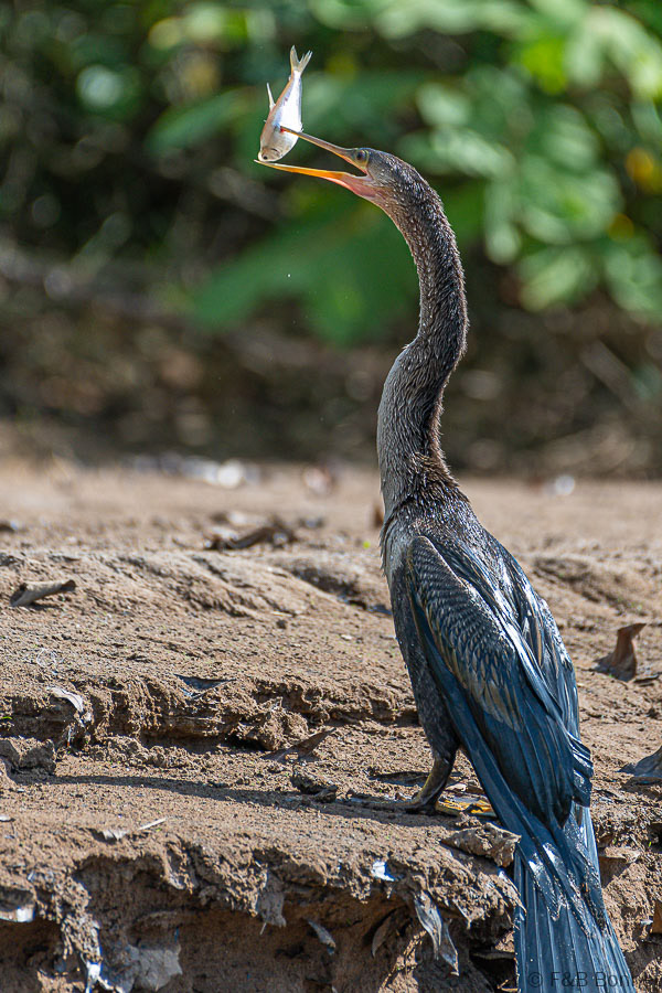 Florent & Bertrand Bonnet-Anhinga-Caño Negro