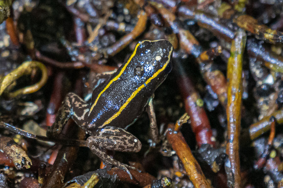 Florent & Bertrand Bonnet-Lovely poison frog-Manzanillo