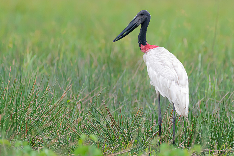 Florent & Bertrand Bonnet-Jabiru-Caño Negro