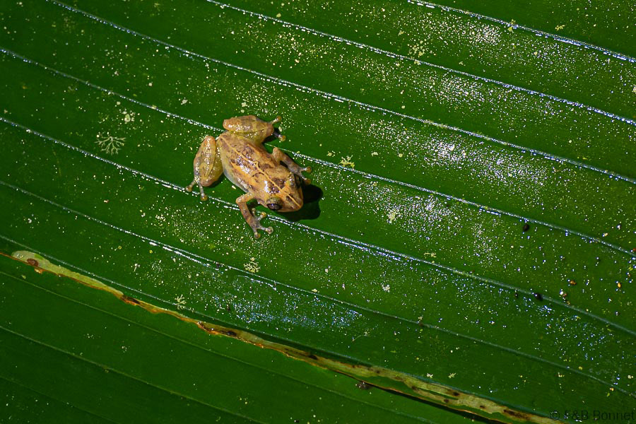 Florent & Bertrand Bonnet-Common Dink Frog-La Fortuna
