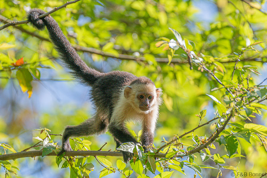 Florent & Bertrand Bonnet-White-throated Capuchin-Peninsula de Nicoya
