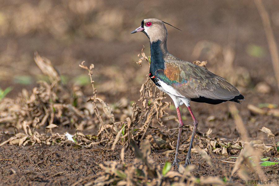 Florent & Bertrand Bonnet-Southern Lapwing-Caño Negro