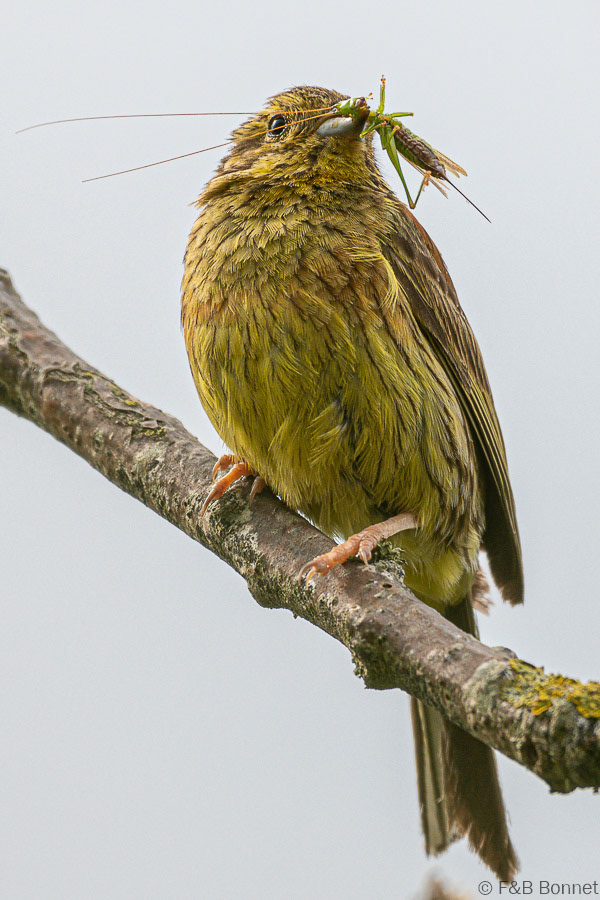 Florent & Bertrand Bonnet-Bruant jaune-Bretagne