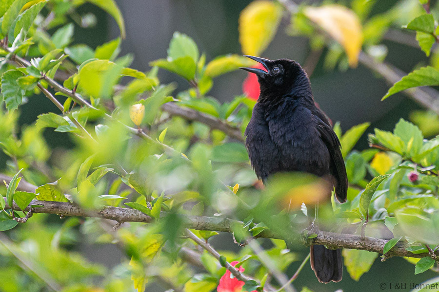 Florent & Bertrand Bonnet-Melodious Blackbird-Peninsula de Osa