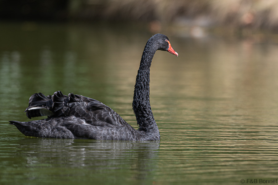 Florent & Bertrand Bonnet-Cygne noir-Paris