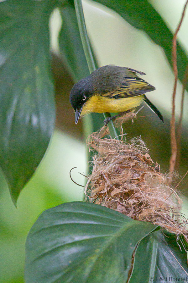 Florent & Bertrand Bonnet-Common Tody-Flycatcher-Orosi