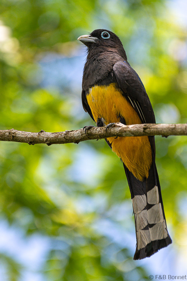 Florent & Bertrand Bonnet-Black-headed Trogon-Caño Negro