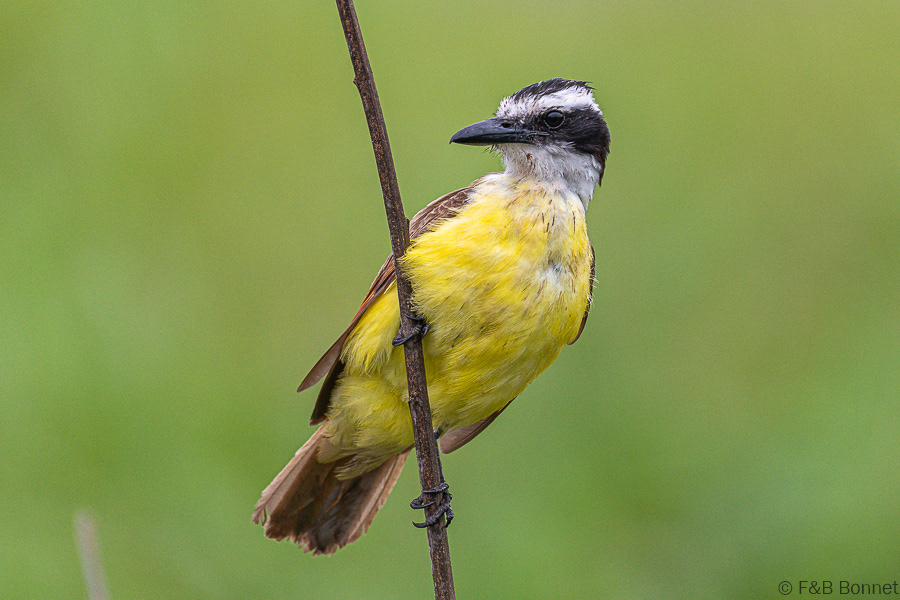 Florent & Bertrand Bonnet-Great Kiskadee-Caño Negro