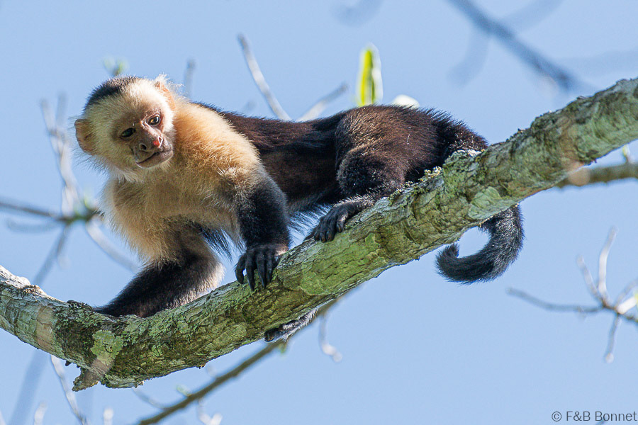 Florent & Bertrand Bonnet-White-throated Capuchin-Peninsula de Nicoya