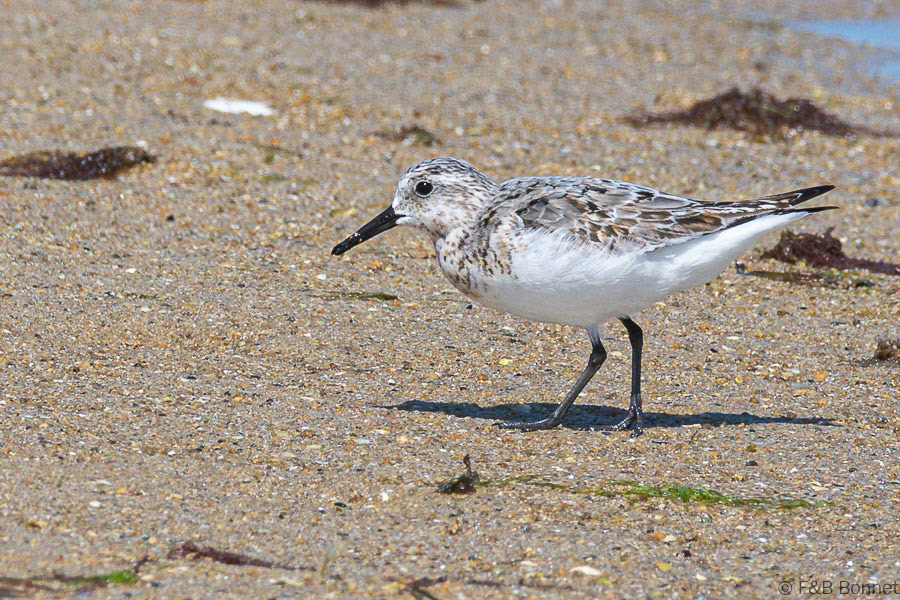Florent & Bertrand Bonnet-Bécasseau sanderling-Bretagne
