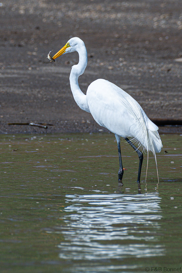 Florent & Bertrand Bonnet-Great Egret-Carara