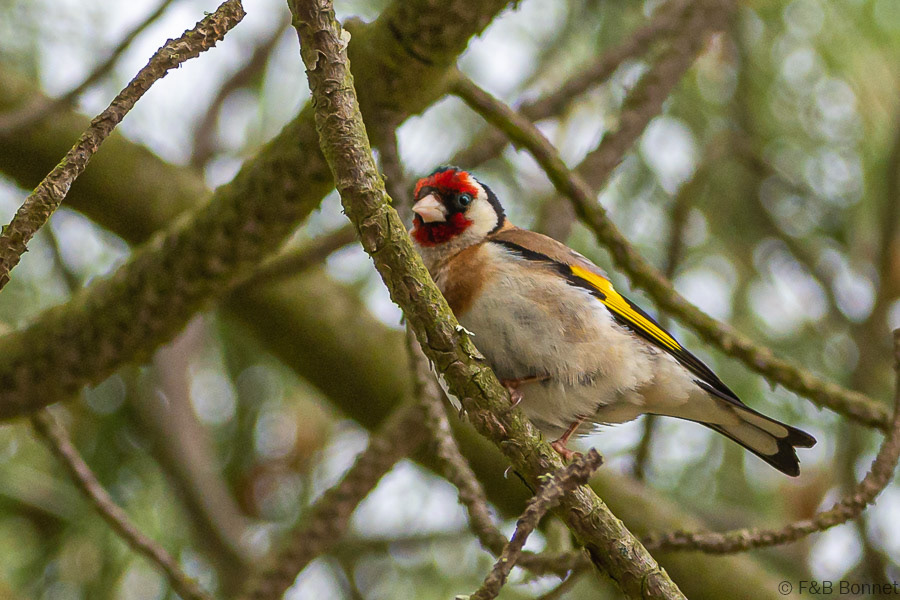 Florent & Bertrand Bonnet-Chardonneret élégant -Bretagne