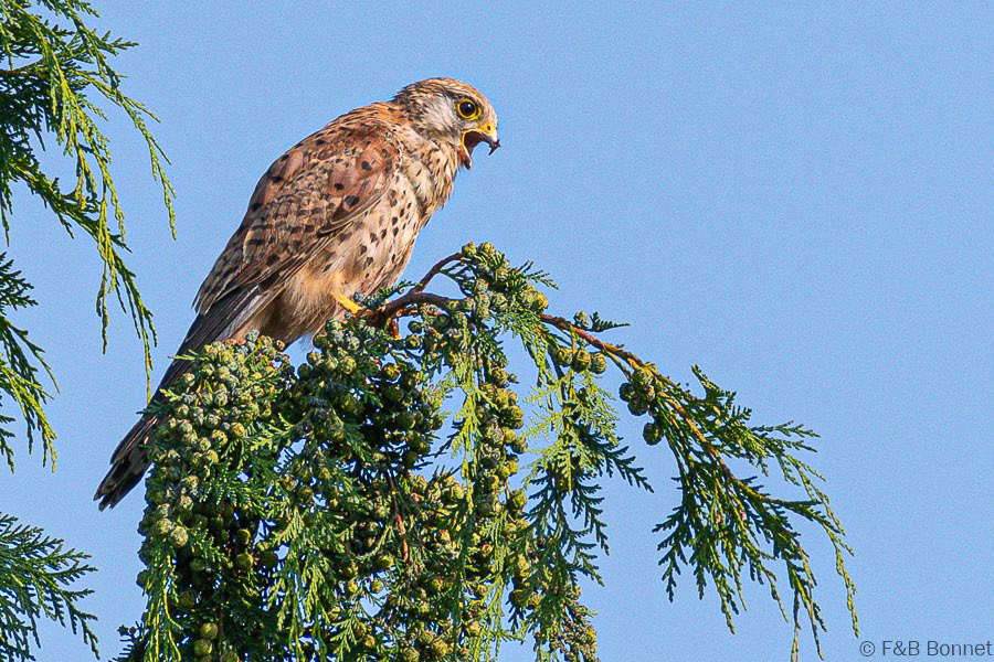 Florent & Bertrand Bonnet-Faucon crécerelle-Bretagne
