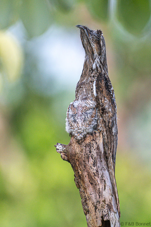 Florent & Bertrand Bonnet-Common Potoo-Peninsula de Osa