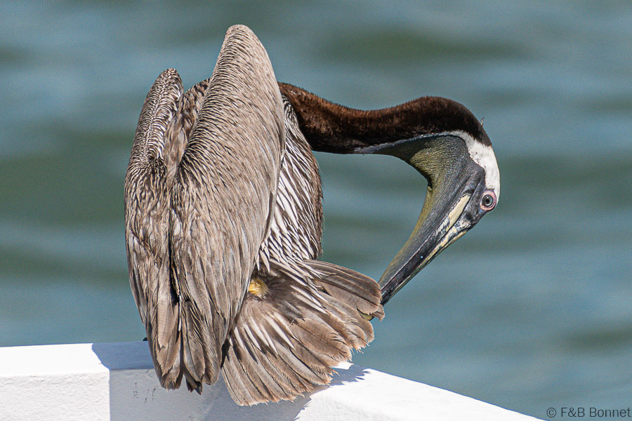 Florent & Bertrand Bonnet-Brown Pelican-Peninsula de Nicoya