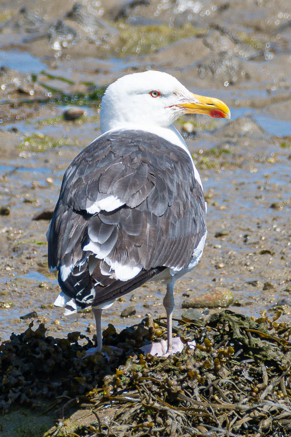 Florent & Bertrand Bonnet-Goéland marin-Bretagne