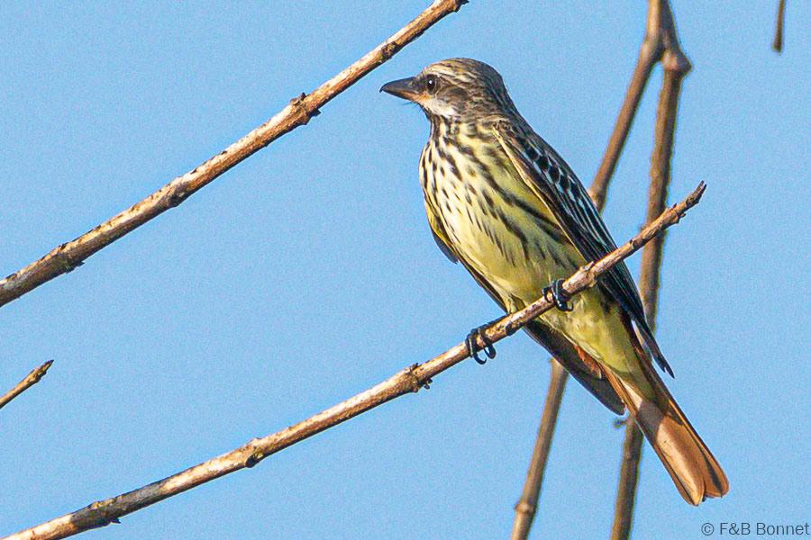Florent & Bertrand Bonnet-Sulphur-bellied Flycatcher-Copey de Dota