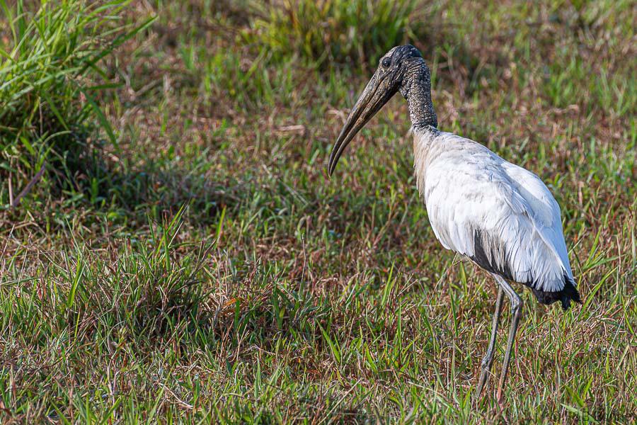 Florent & Bertrand Bonnet-Wood Stork-Caño Negro