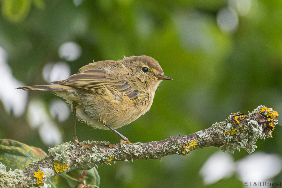Florent & Bertrand Bonnet-Pouillot véloce-Bretagne