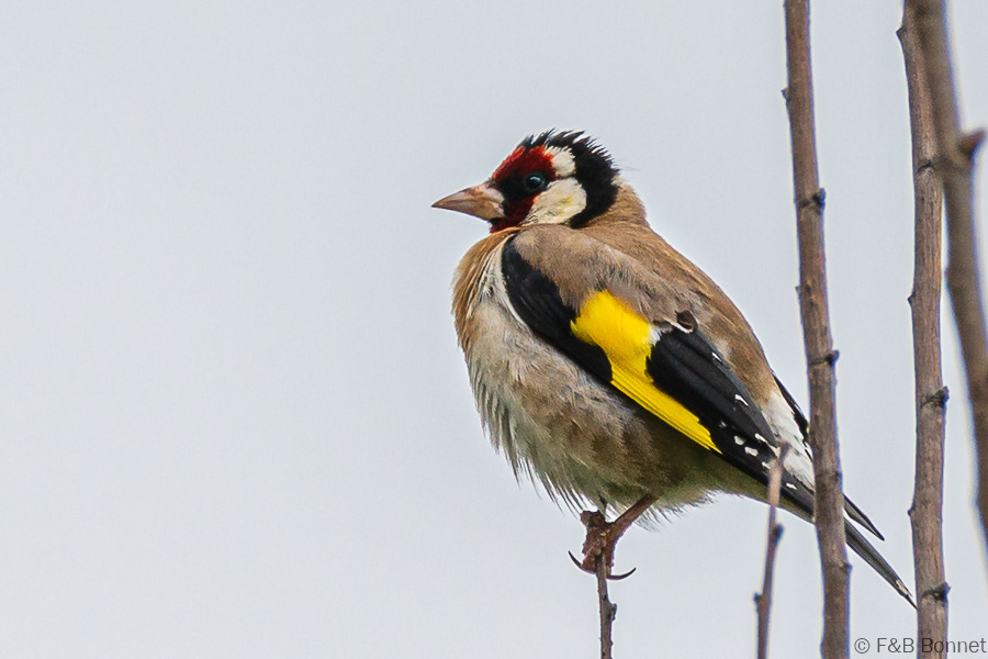 Florent & Bertrand Bonnet-Chardonneret élégant -Bretagne
