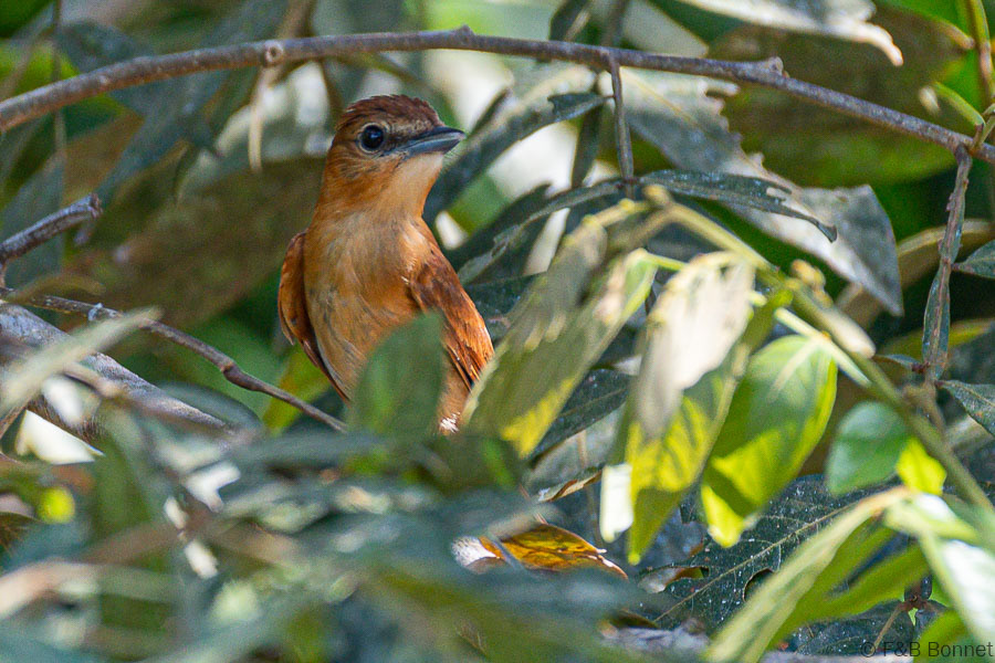 Florent & Bertrand Bonnet-Cinnamon Becard-Caño Negro