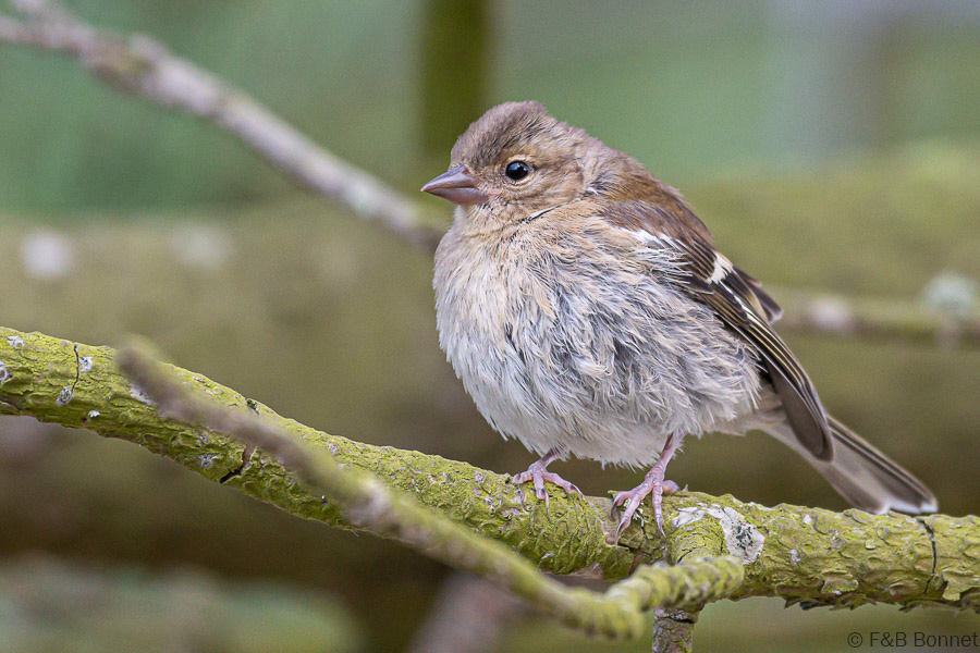 Florent & Bertrand Bonnet-Pinson des arbres-Bretagne