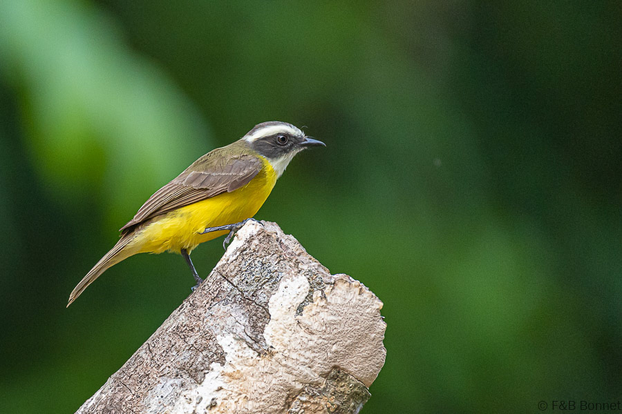 Florent & Bertrand Bonnet-Social Flycatcher-Caño Negro