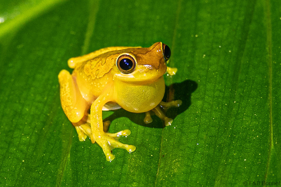 Florent & Bertrand Bonnet-Hourglass treefrog-La Fortuna