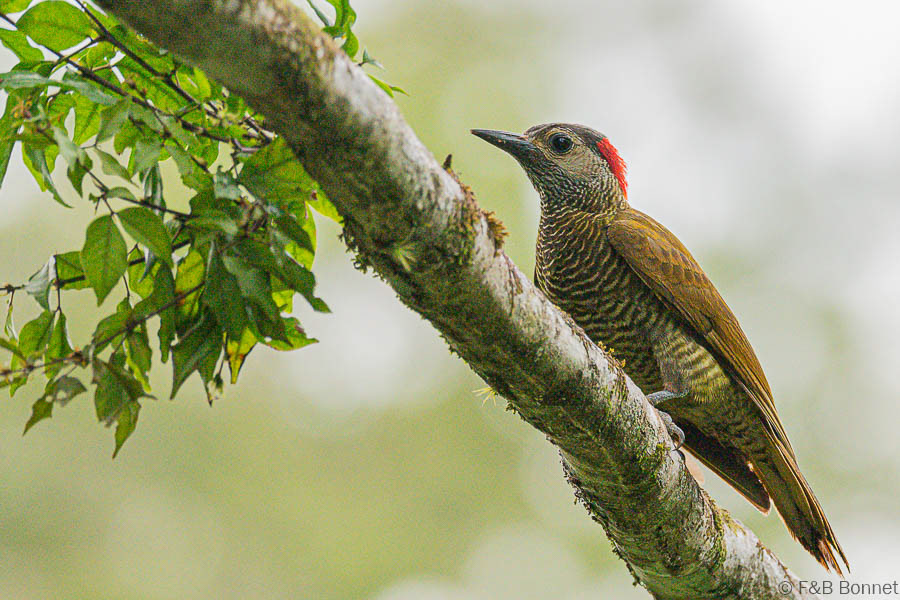 Florent & Bertrand Bonnet-Golden-olive Woodpecker-Caño Negro