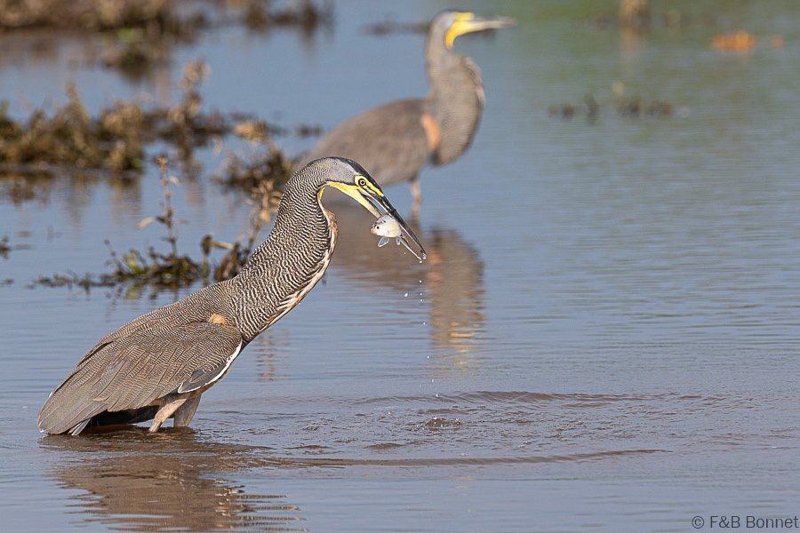 Florent & Bertrand Bonnet-Bare-throated Tiger-Heron -Caño Negro
