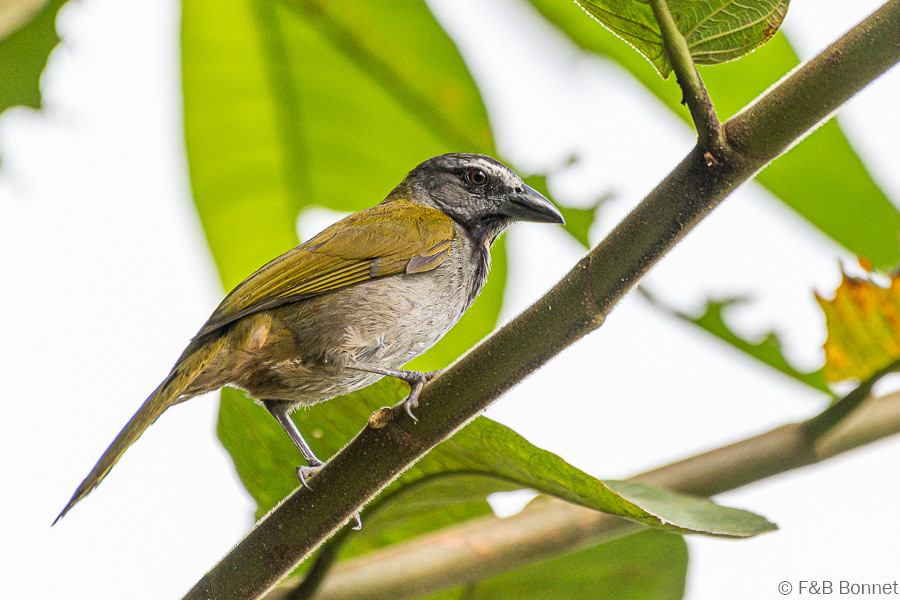 Florent & Bertrand Bonnet-Buff-throated Saltator-La Fortuna