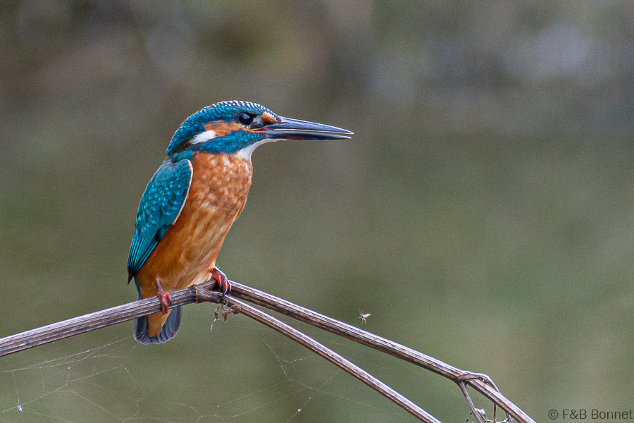 Florent & Bertrand Bonnet-Martin-pêcheur d'Europe-Paris