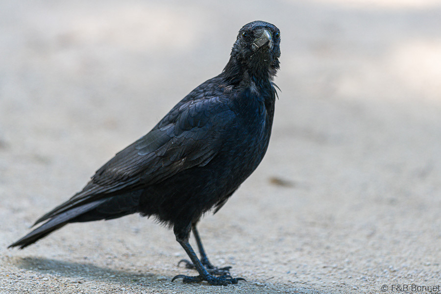 Florent & Bertrand Bonnet-Corneille noire-Paris