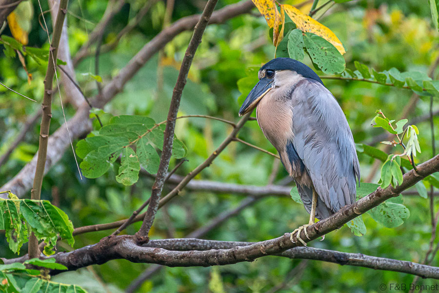 Florent & Bertrand Bonnet-Boat-billed Heron-Caño Negro