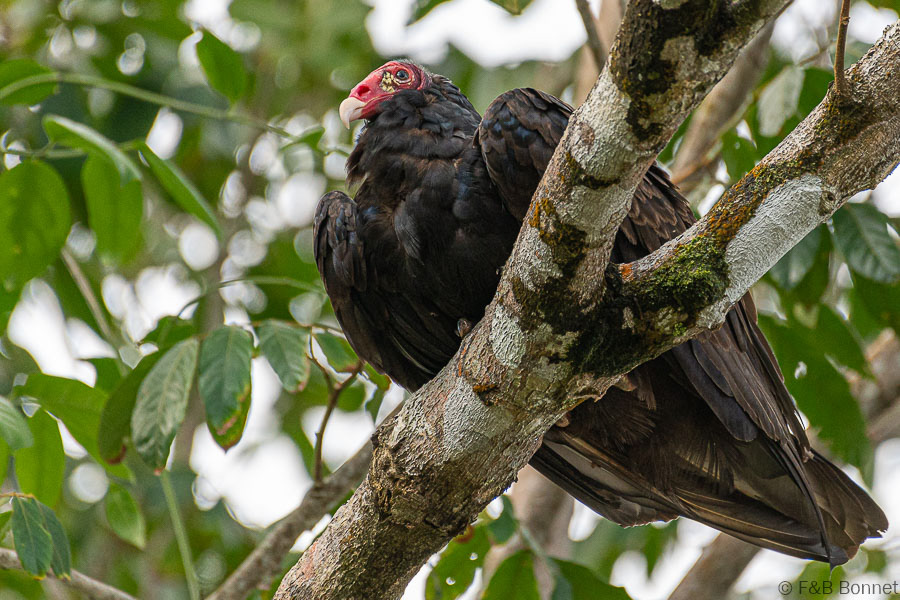 Florent & Bertrand Bonnet-Turkey Vulture-Peninsula de Osa