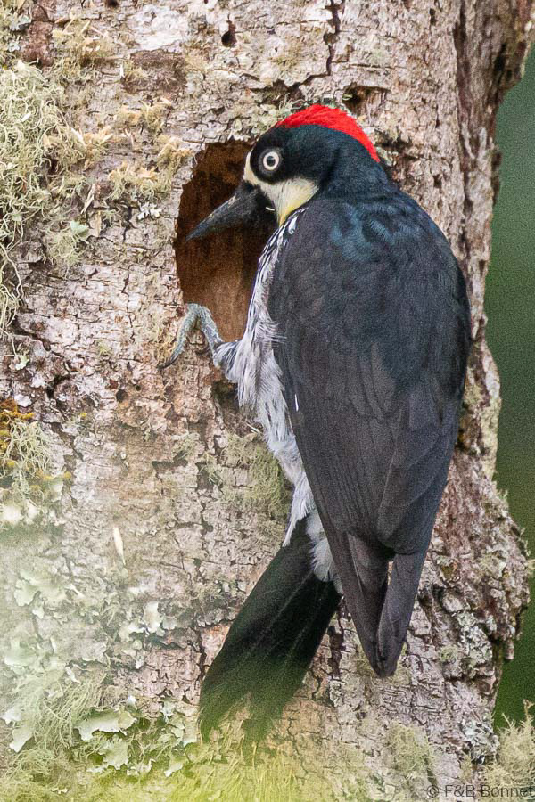 Florent & Bertrand Bonnet-Acorn Woodpecker-Copey de Dota