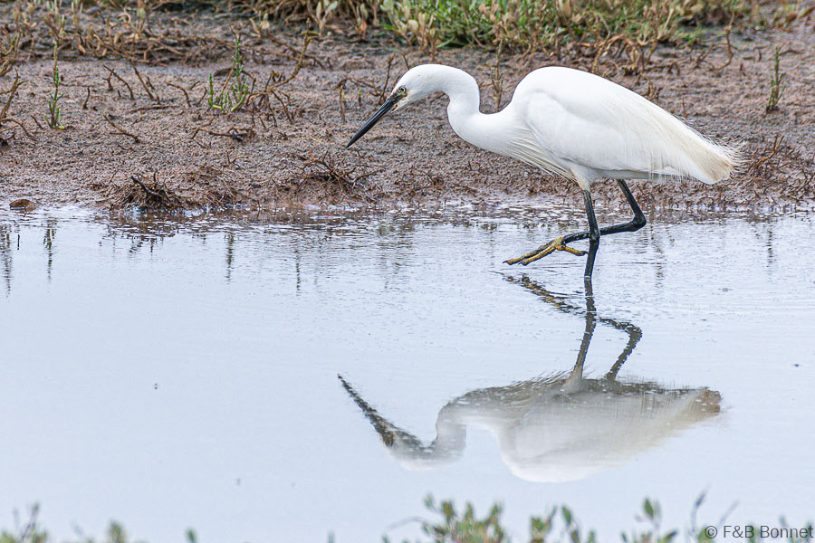 Florent & Bertrand Bonnet-Aigrette garzette-Bretagne
