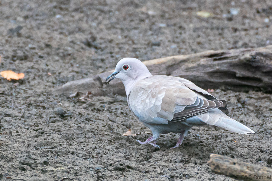 Florent & Bertrand Bonnet-Tourterelle turque-Bretagne