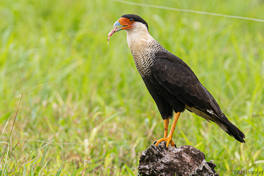 Florent & Bertrand Bonnet-Crested Caracara-Tortuguero