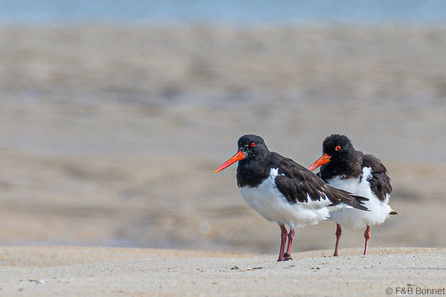 Florent & Bertrand Bonnet-Huîtrier pie-Bretagne