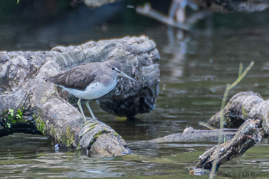 Florent & Bertrand Bonnet-Chevalier culblanc-Bretagne