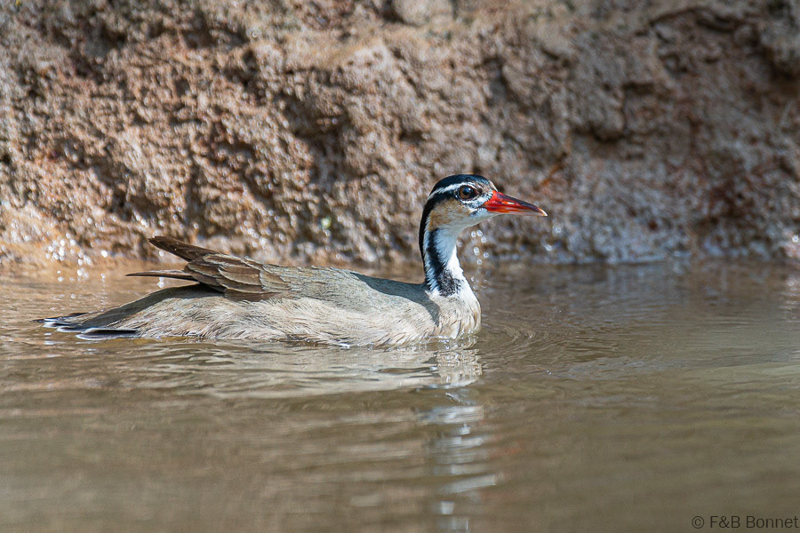 Florent & Bertrand Bonnet-Sungrebe-Caño Negro